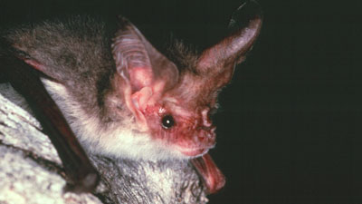 Lesser Long Eared Bat