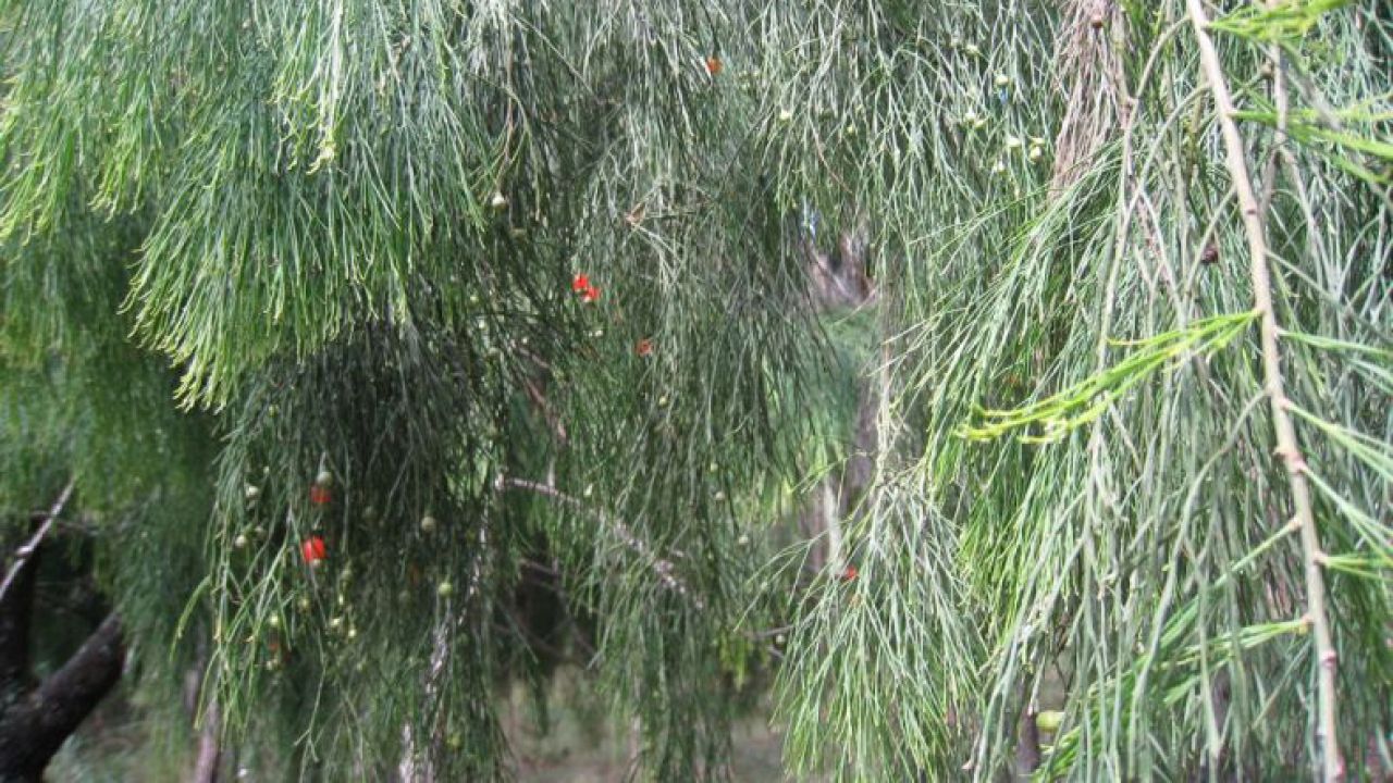 Native cherry tree Australia
