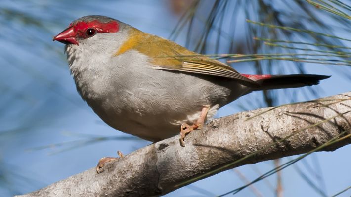 Red-browed Finch